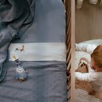 Speendoekje Uil  - Blauw - Forest Friends